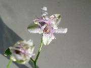 Tricyrtis dilitata